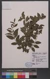 Coriaria japonica ...