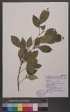 Glycosmis citrifolia (Willd.) Lindl. ۭd