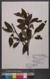 Pourthiaea beauverdiana (Schneider) Hatusima var. notabilis (Rehder & Wilson) Hatusima OWѸ