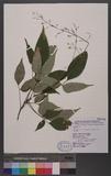Desmodium laxum DC. subsp. leptopus (A. Gray. ex Benth.) Ohashi ӱs½