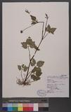 Ranunculus silerifolius Lev. _Wӣ