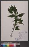 Elatostema herbaceifolia Hayata OWӱ