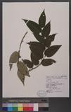 Trema orientalis (L.) Blume s