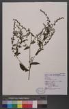 Thyrocarpus sampsonii Hance ުG