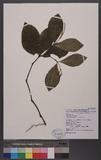 Chloranthus oldham...