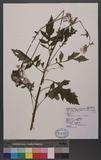 Erechtites hieracifolia (L.) Raf. ex DC. LM