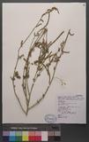 Chenopodium acuminatum Willd. subsp. virgatum (Thunb.) Kitamura ܸ