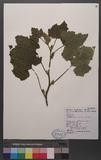 Xanthium strumarium L. var. japonica (Widder) Hara a