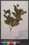 Gardenia jasminoides Ellis s