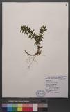 Lycopodium serratum Thunb. `dh