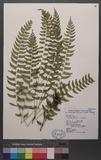 Polystichum formosanum Rosenst. OWտ