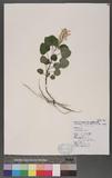 Scutellaria indica L. ի
