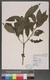 Tricalysia dubia (Lindl.) Ohwi J
