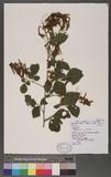 Desmodium sequax Wall. is½