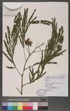 Leucaena glauca (L.) Benth. ȦXw