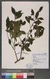 Eurya chinensis R....