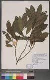 Michelia compressa (Maxim.) Sargent Qߥ