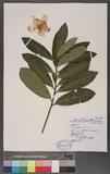 Gordonia axillaris (Roxb.) Dietr. jY