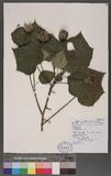 Hibiscus mutabilis L. 芙蓉