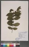 Lasianthus plagiophyllus Hance 긭˾
