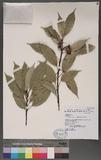 Cyclobalanopsis glauca (Thunb.) Oerst. CR