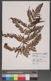 Dryopteris formosana (Christ) C. Chr. OW