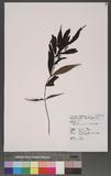 Damnacanthus subspinosus Hand. -Mazz. u