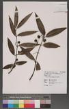 Gardneria multiflora Makino qФ󽴵ܸ