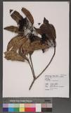 Photinia serratifolia (Desf.) Kalkman ۷