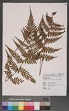 Athyrium arisanense (Hayata) Tagawa s\