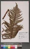 Polystichum parvipinnulum Tagawa yտ