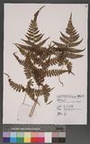 Athyrium arisanense (Hayata) Tagawa s\