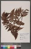 Dryopteris hendersoni (Bedd.) C. Chr. pc