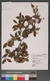 Trachelospermum jasminoides (Lindl.) Lemaire OWժ