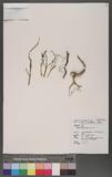 Kalanchoe spathulata (Poir.) DC. ˦Q