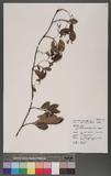 Trachelospermum jasminoides (Lindl.) Lemaire OWժ