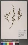 Scutellaria javanica Jungh. var. luzonica (Rolfe) Keng ХN