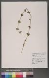 Leucas chinensis (Retz.) R. Br. ժ