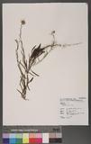 Aster hispidus Willd. 