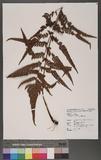 Dryopteris varia (L.) Ktze. n
