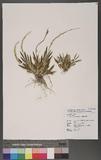 Oberonia caulescens Lindl. GBm