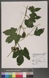 Momordica cochinchinensis (Lour.) Spreng. žl