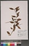 Aeschynanthus acuminatus Wall. G