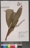 Alpinia oblongifolia Hayata 긭