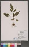 Schefflera octophylla (Lour.) Harms Zx