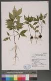 Archidendron lucidum Benth. X