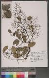 Clematis uncinata Champ. ex Benth. var. ovatifolia (T. Ito ex Maxim.) Ohwi ex Tamura WGKu