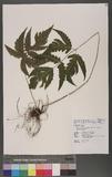 Ctenitopsis fuscipes (Wall.) C. Chr. ex Tard. Blot & C. Chr. ̪Fؤ