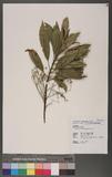 Elaeocarpus sylvestris (Lour.) Poir. 杜英