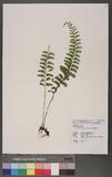 Asplenium obscurum Blume `ŸK